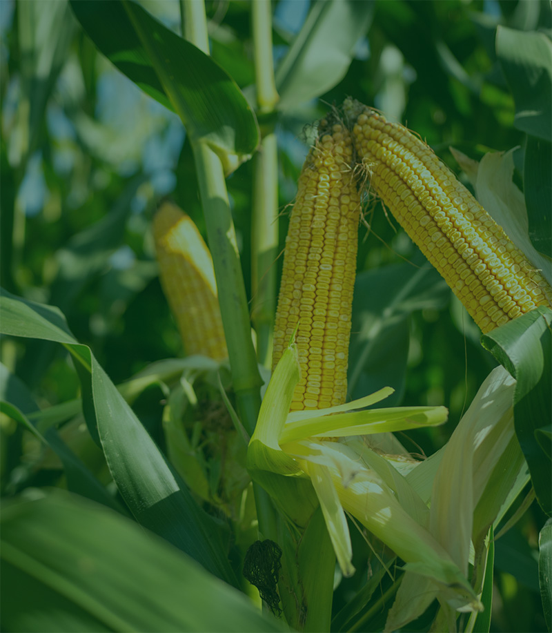 corn on the plant