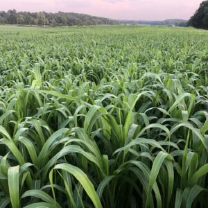 AG 1203 Grain Sorghum TR