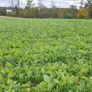 Inter-Seeder Plus