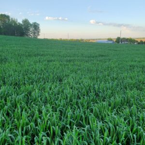 Bobcat Brand Oats
