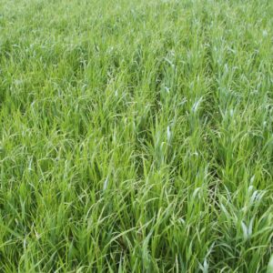 Cereal Rye