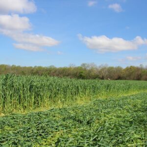 Cereal Rye
