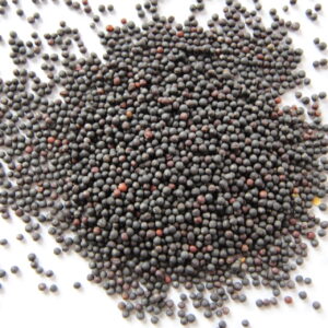 Dwarf Essek Rape