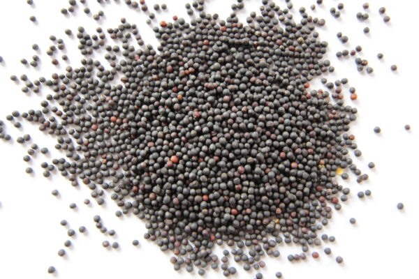 Dwarf Essek Rape