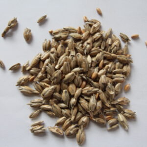 Champ Spelt