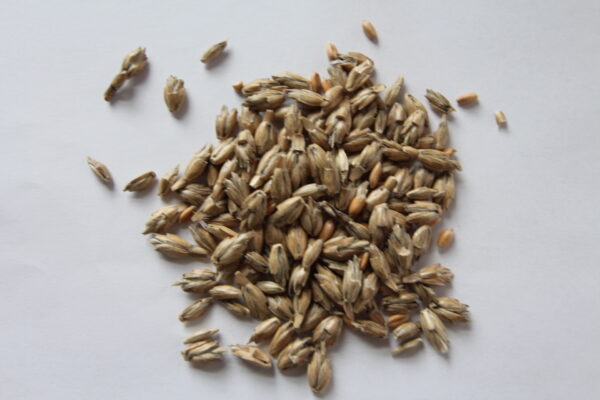 Champ Spelt