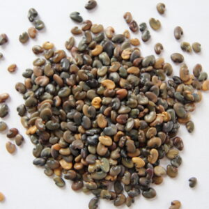 Sunn Hemp