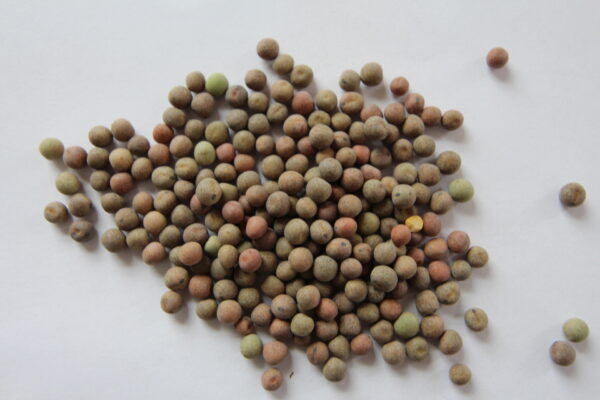 4010 Forage Peas