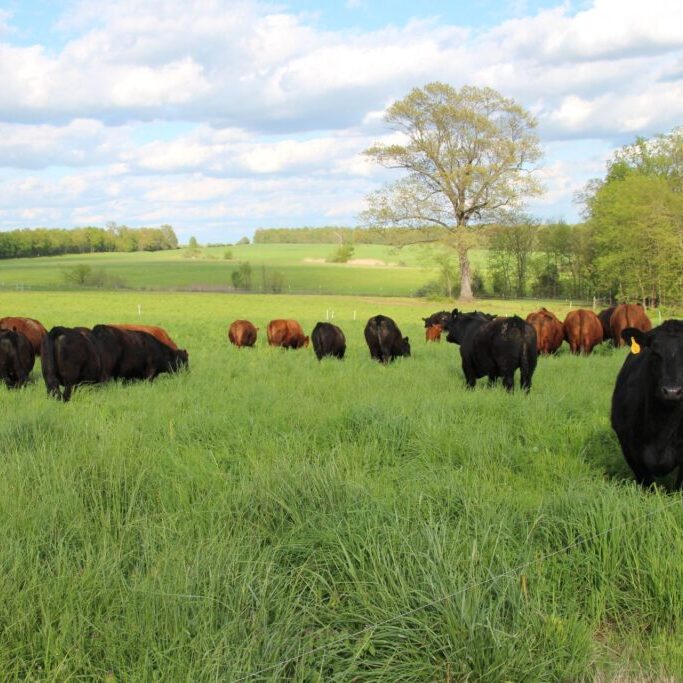 Beef Spring Panorama - Byron mix