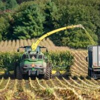 KF corn harvest 7 KF corn harvest 7