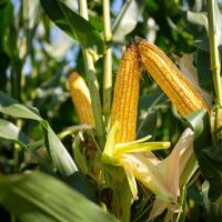 Yellow KF corn ears