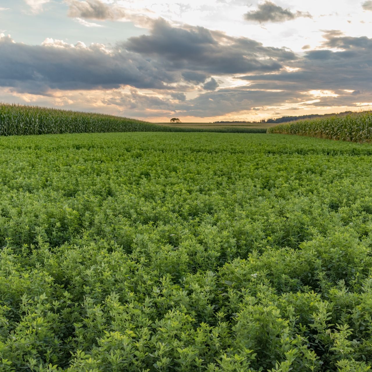 Alfalfa and corn field on a cloudy evening at sunset
