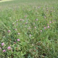 pasture mix pasture mix